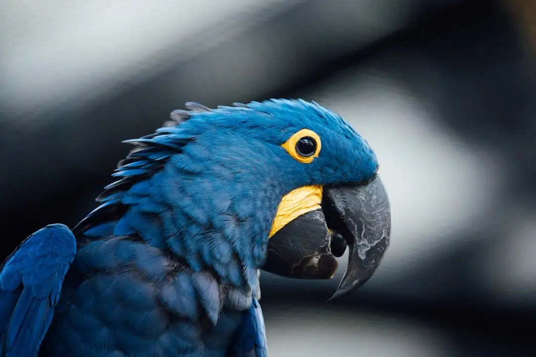 ZuPreem Smart Selects Bird Food for Macaws: A Complete Review for Optimal Health