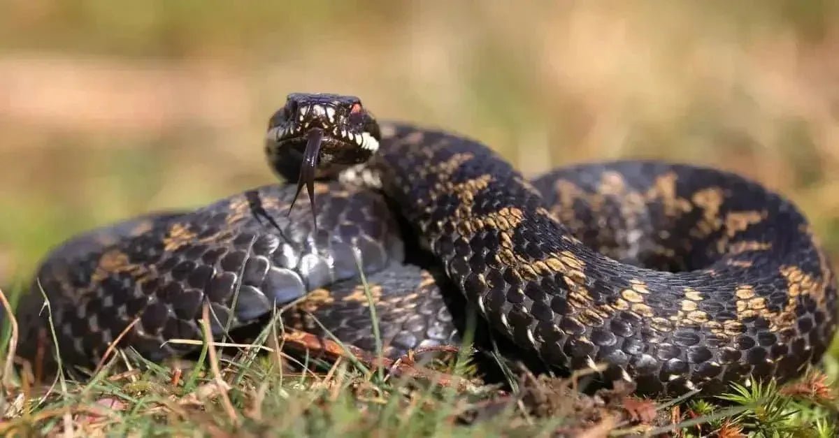 Adder - Talis Us
