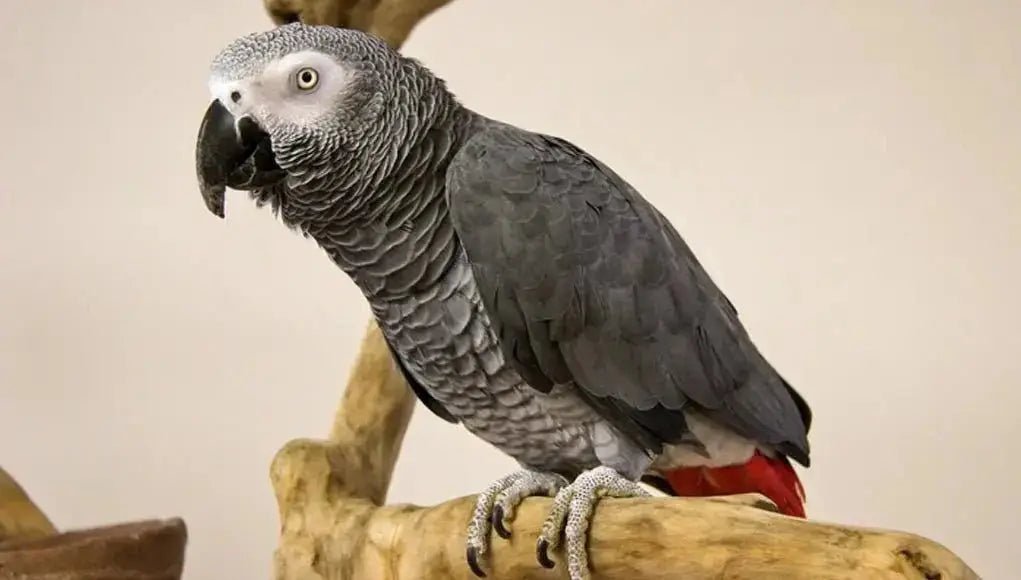 African Grey Parrots