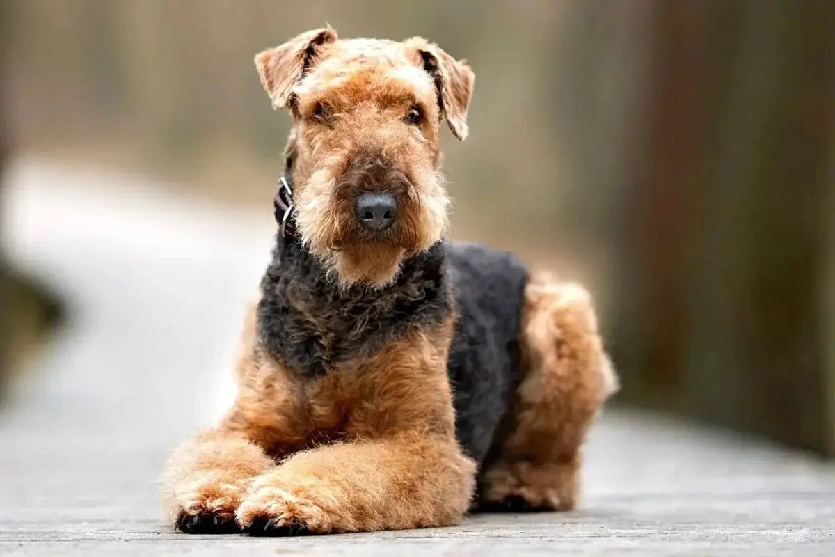 Airedale Terrier