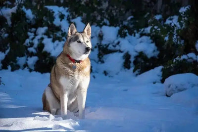 Alaskan husky - Talis Us