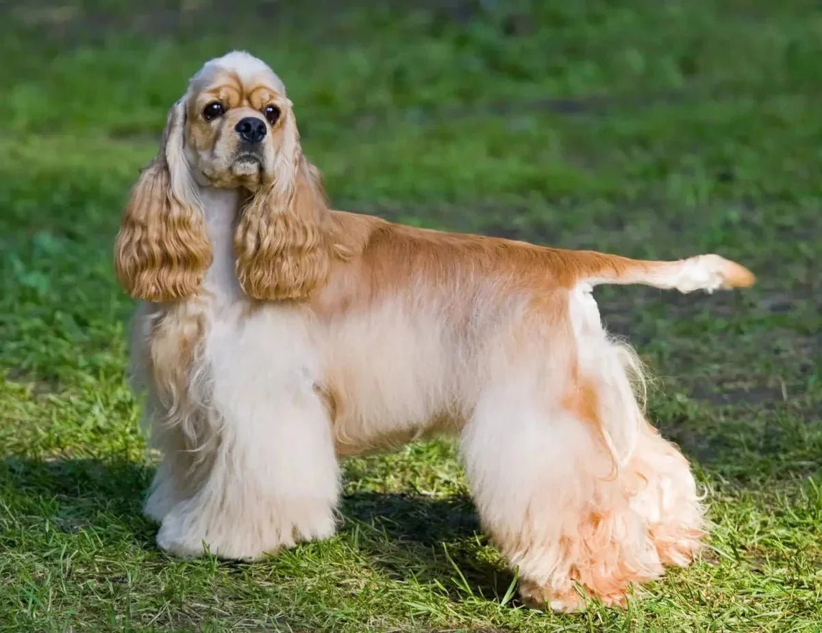 American Cocker Spaniel