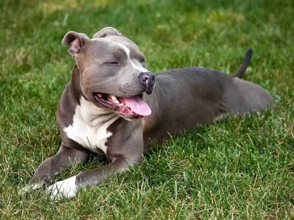 American Pit Bull Terrier