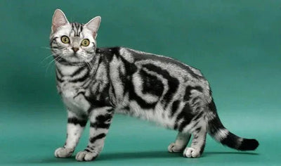 American Shorthair - Talis Us