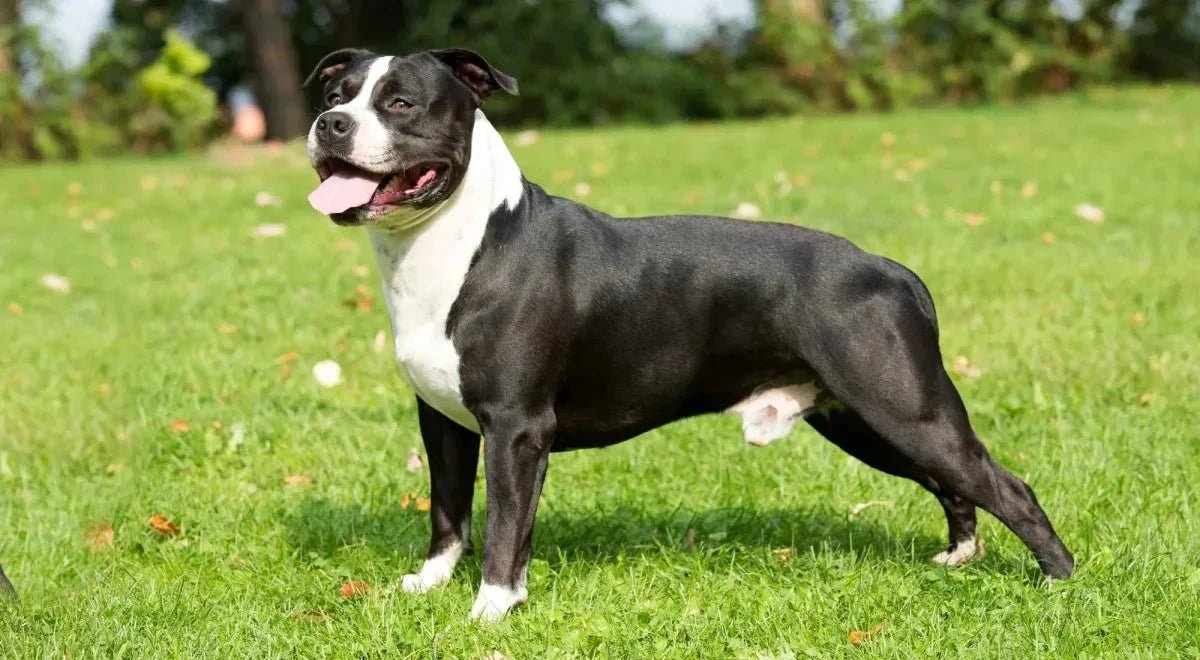 American Staffordshire Terrier - Talis Us