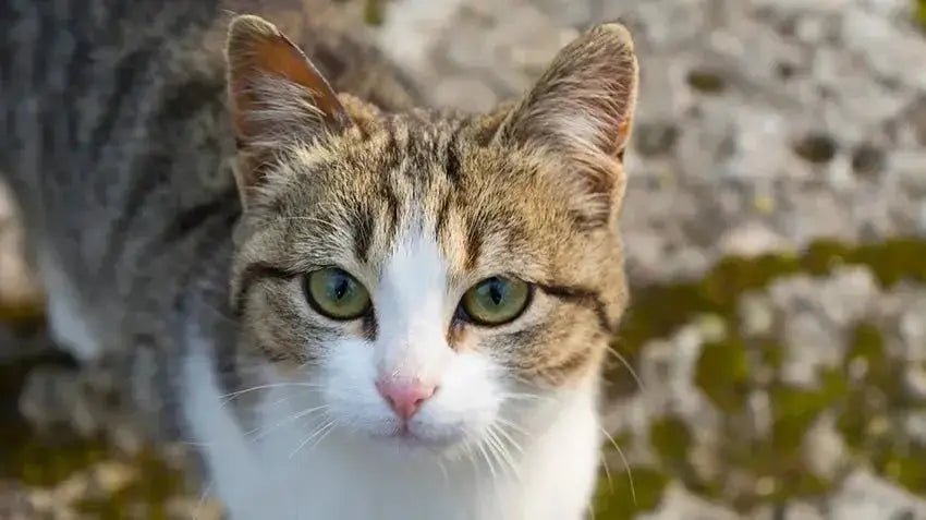 American Wirehair - Talis Us