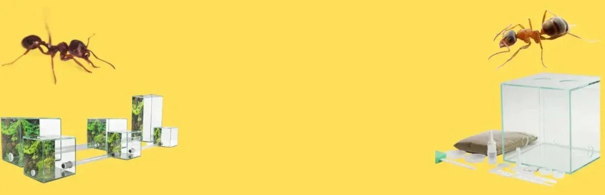 Ant Farm Starter Kits - Talis Us