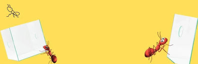 Ants Formicariums - Talis Us