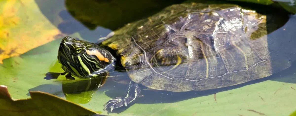 Aquatic Turtle food - Talis Us