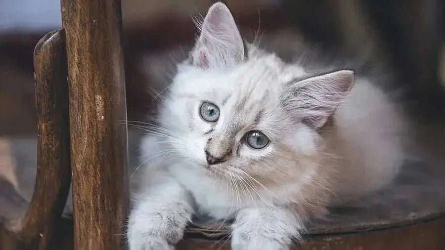 Asian Semi-longhair - Talis Us