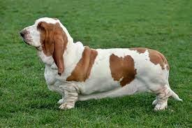 Basset Hound - Talis Us