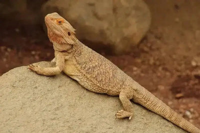 Bearded Dragon - Talis Us