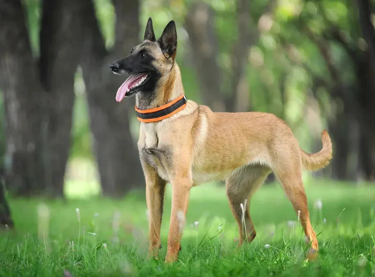 Belgian Shepherd - Talis Us
