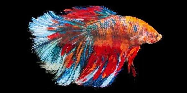 Betta fish - Talis Us