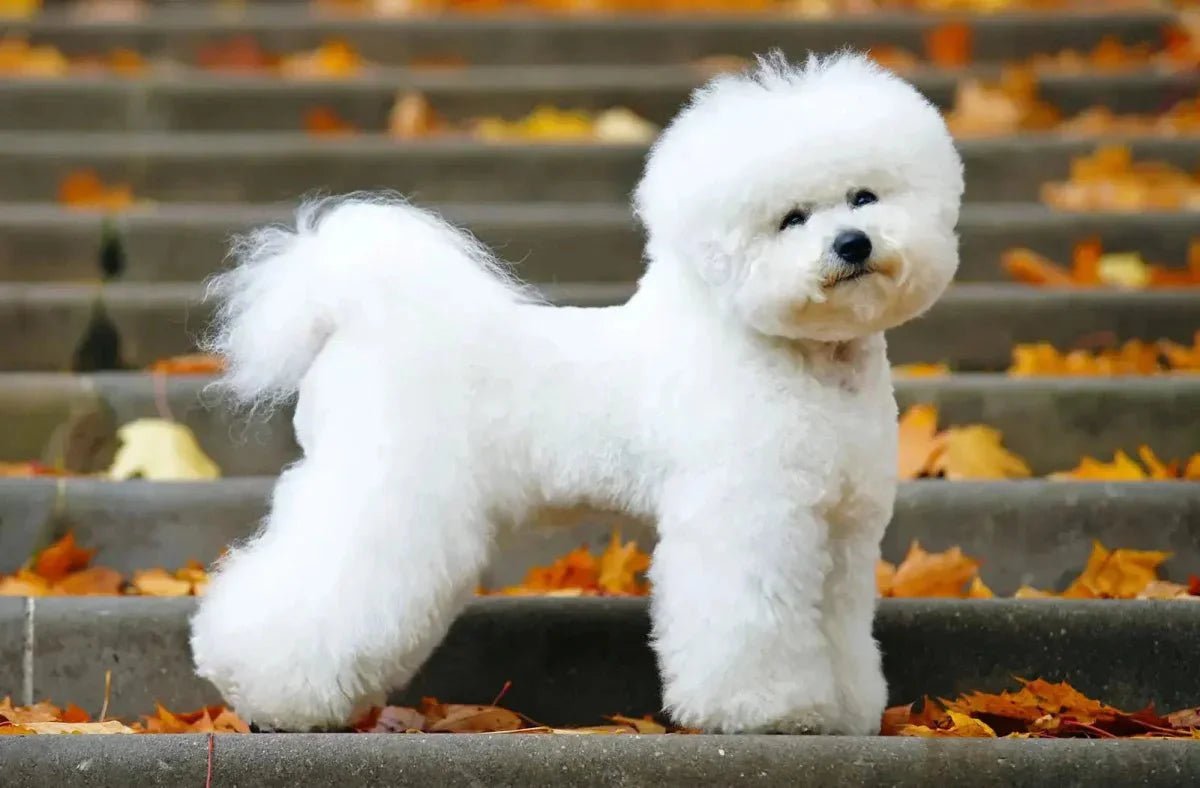 Bichon Frisé