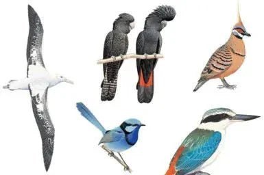 Bird Breeds