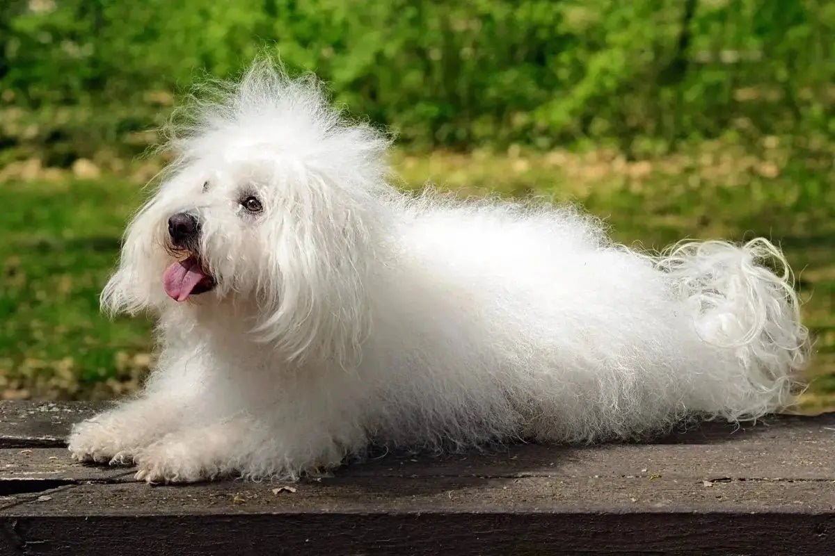 Bolognese dog
