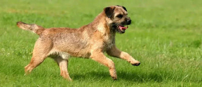 Border Terrier - Talis Us