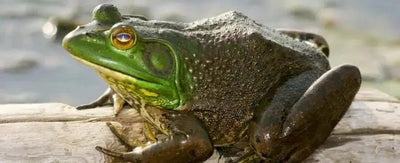 Bull frogs - Talis Us