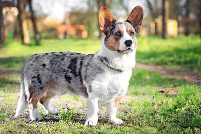 Cardigan Welsh Corgi - Talis Us