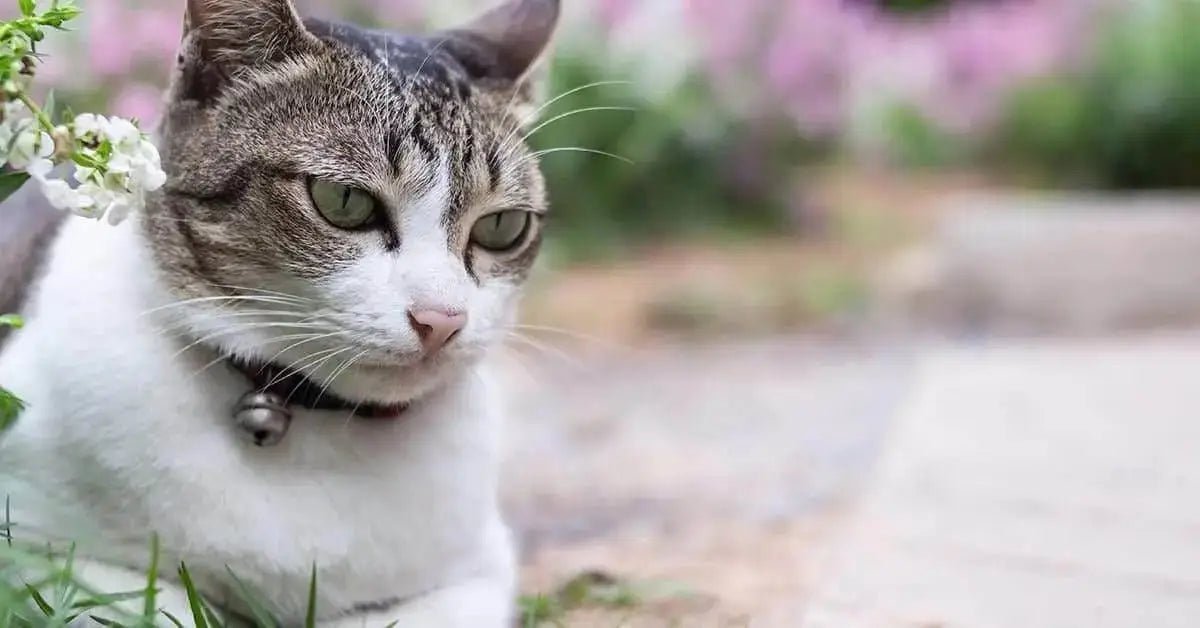 Cat Collar