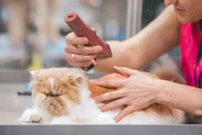 Cat Grooming Tools - Talis Us