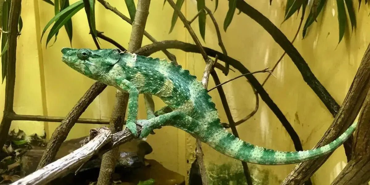 Chameleon food - Talis Us