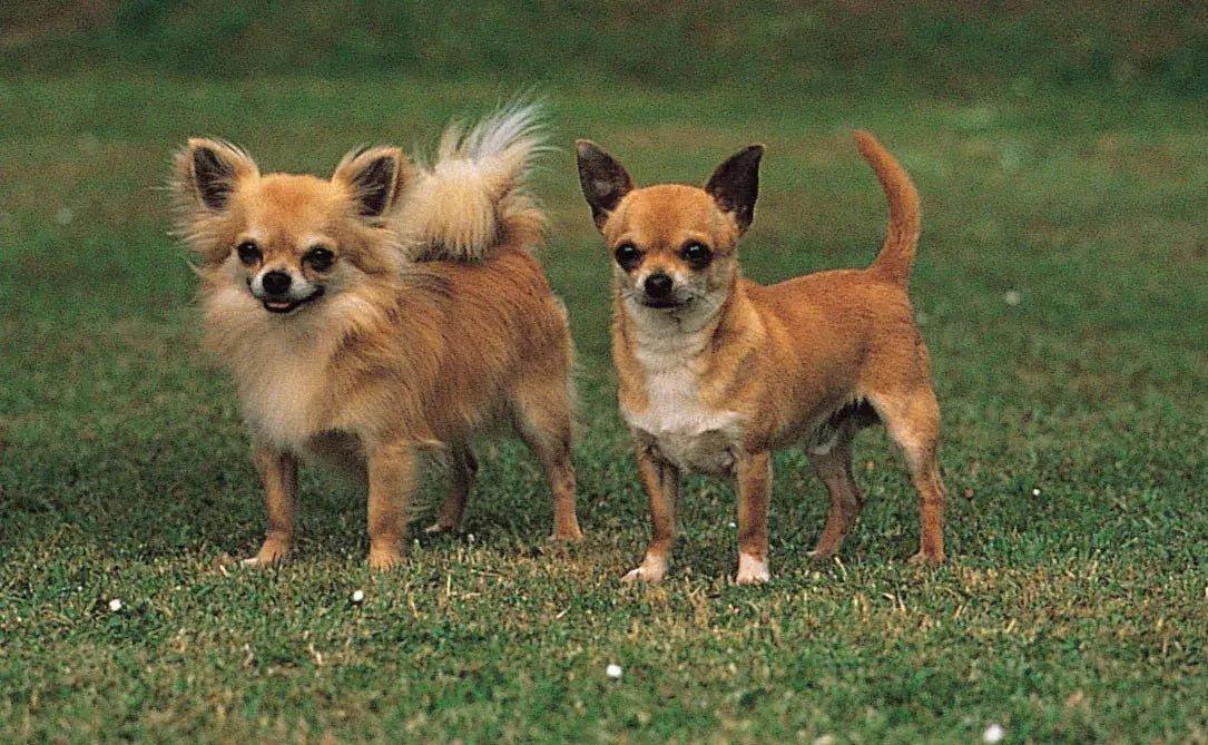 Chihuahua