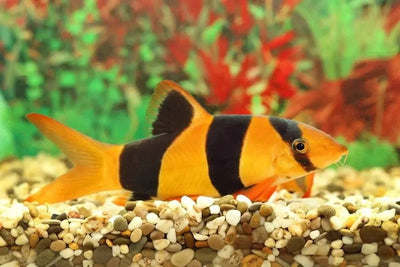 Clown loaches - Talis Us