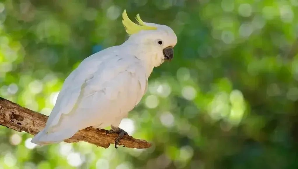 Cockatoo - Talis Us