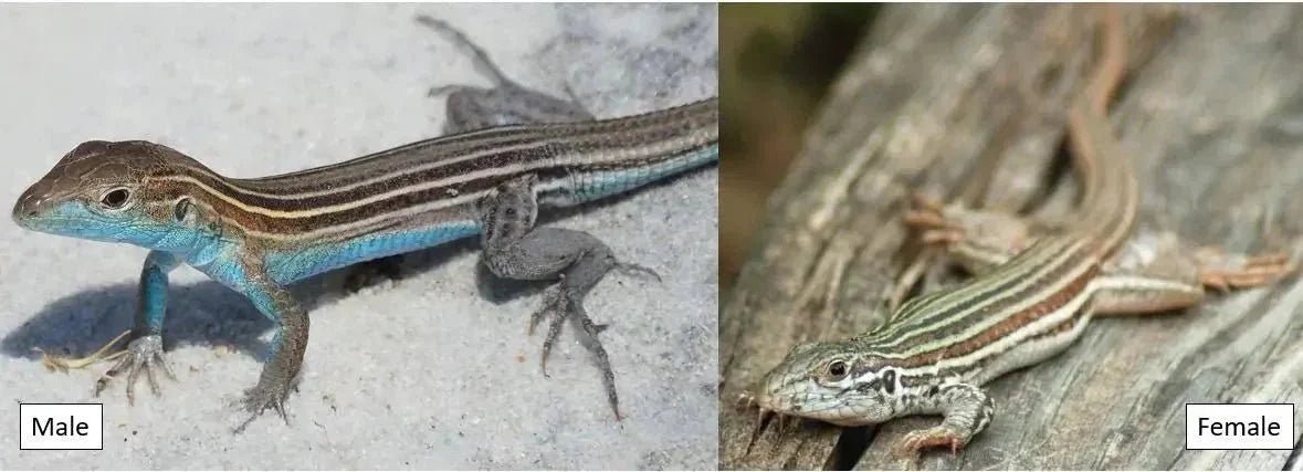 Common lizards