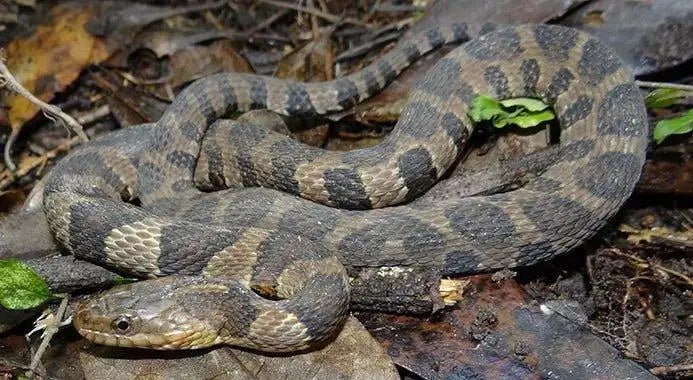 Common water snake - Talis Us