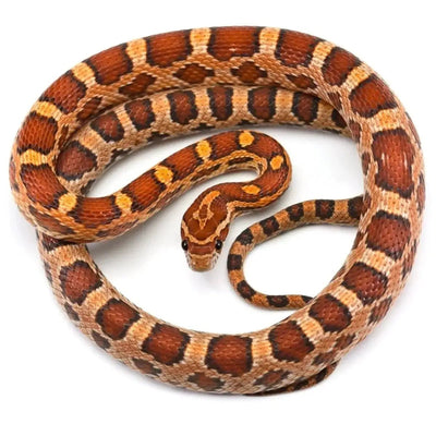 Corn Snake - Talis Us