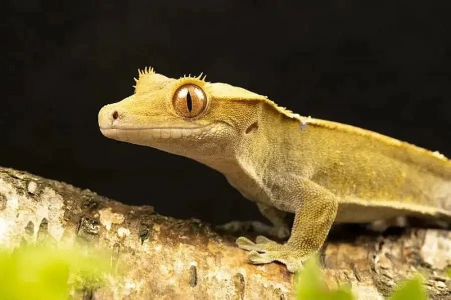 Crested gecko