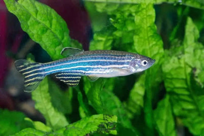 Danios fish - Talis Us