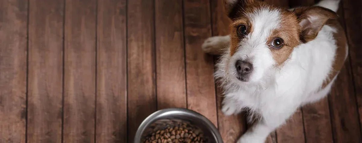 Dog Bowls & Feeders