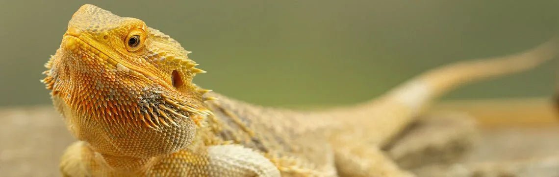 Dry Reptile Food