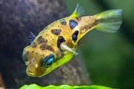 Dwarf puffer fish - Talis Us