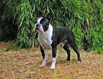 Boston Terrier