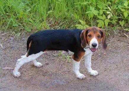 Estonian Hound