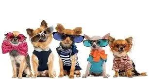 Fashion Pet