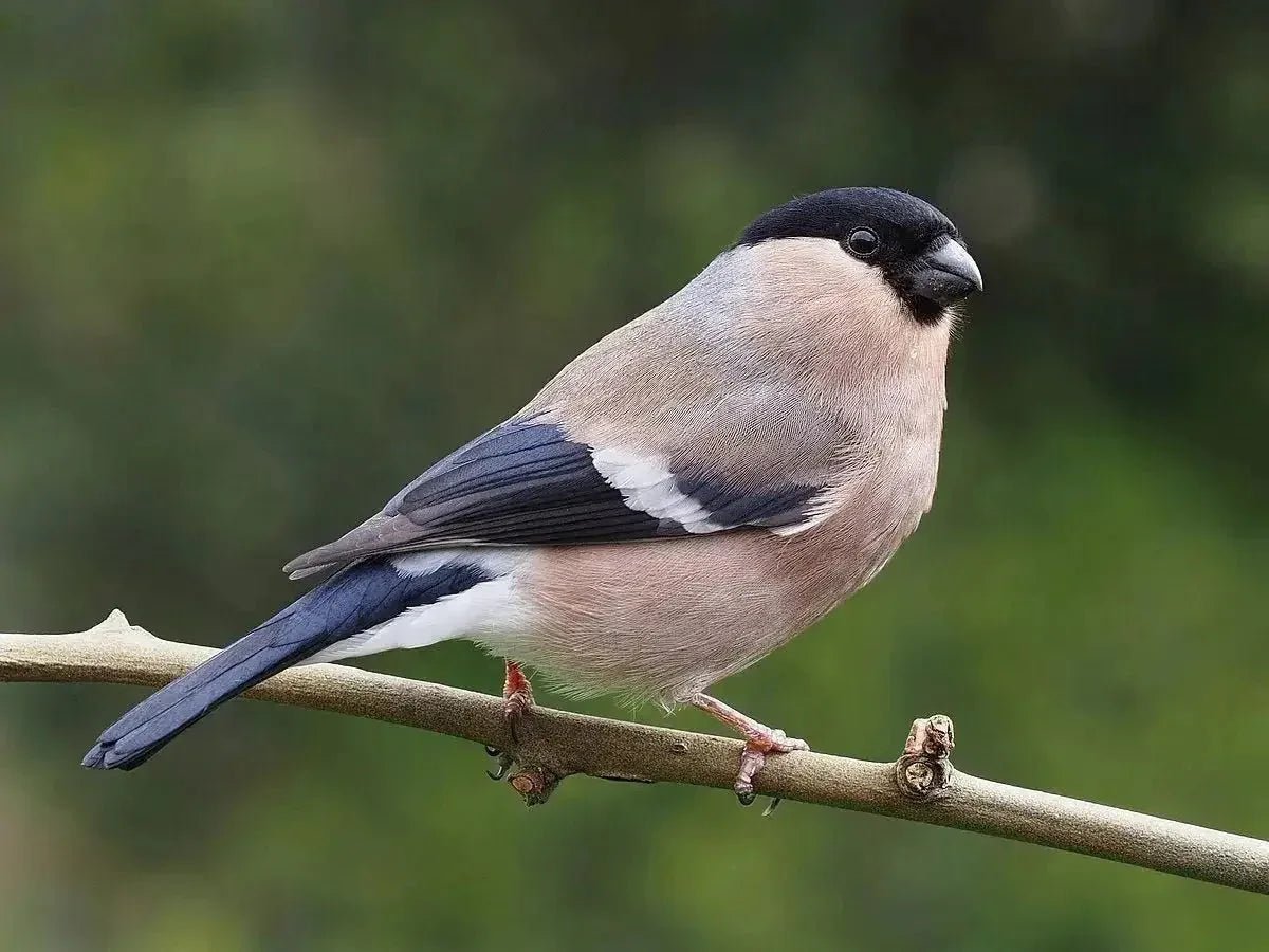 Finches - Talis Us