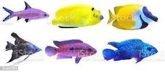 Fish Breeds - Talis Us