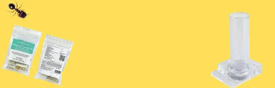 Food and Feeding for Ants - Talis Us