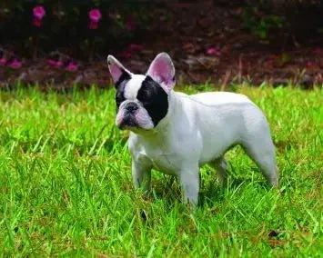 French Bulldog - Talis Us