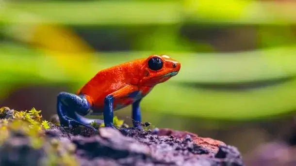 Frog food