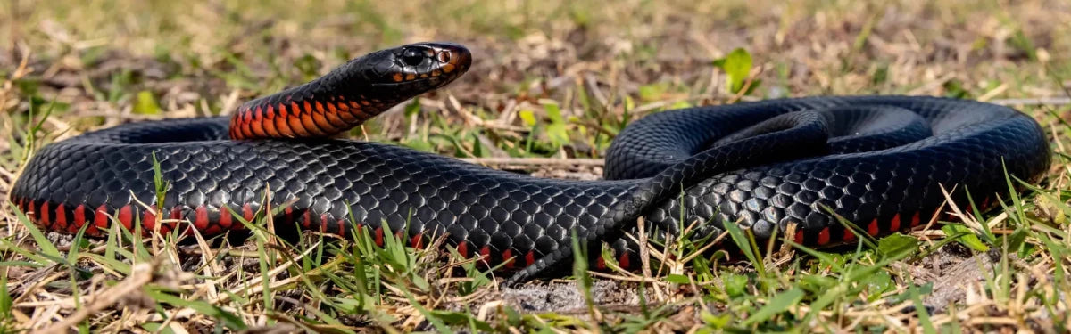 Frozen Reptile Food - Talis Us