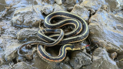 Garter snake - Talis Us