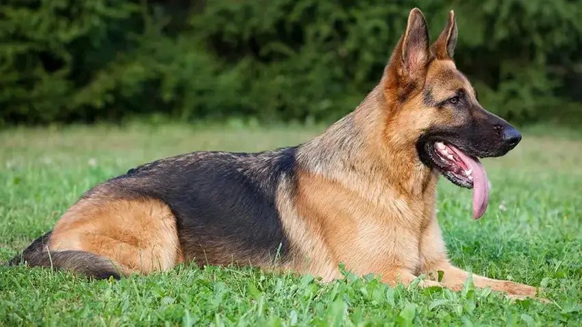 German Shepherd - Talis Us