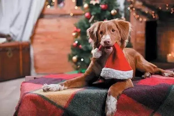 Gifts & Holiday - Talis Us